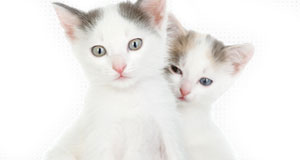 nourriture humide pour chat