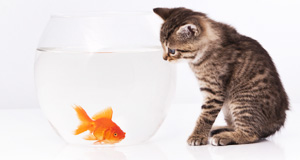 Boite alimentation chat Boite alimentation chat