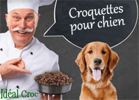 croquettes chien 31