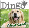 croquettes pour chien dingo