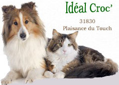chien idealcroc