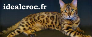 croquette toulouse